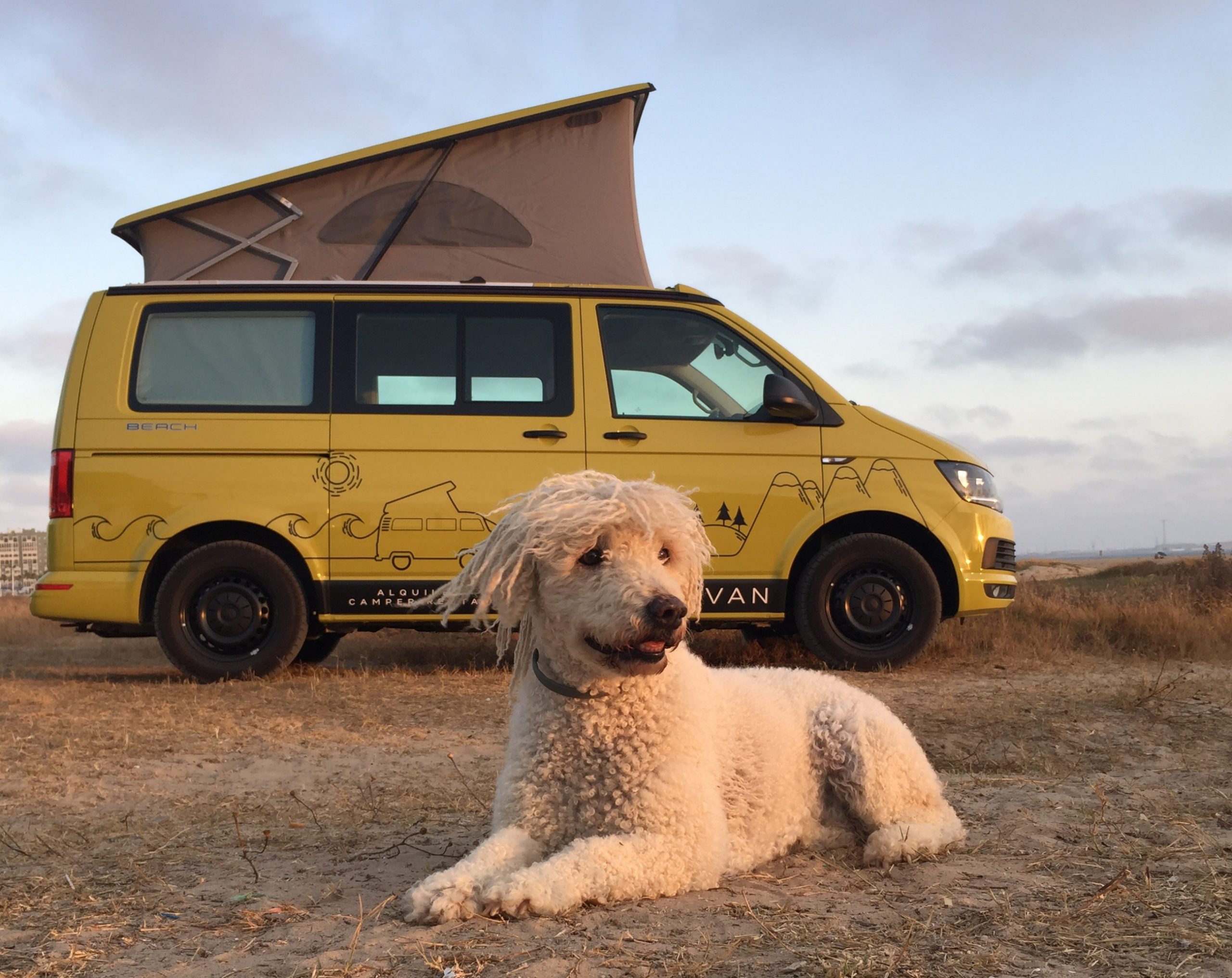 travelling with dog in a campervan