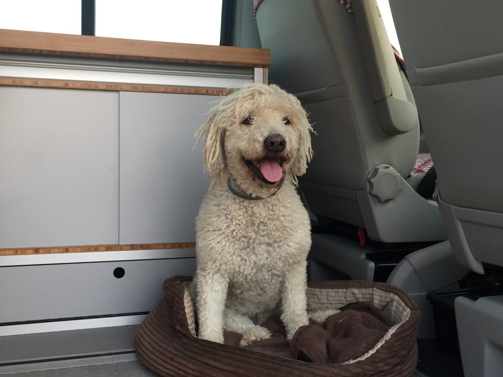 vacations with dog in a campervan