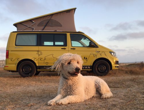 Viajar con perro en furgoneta camper
